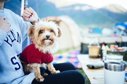 愛犬とのキャンプ体験を楽しむためのノウハウを学びましょう