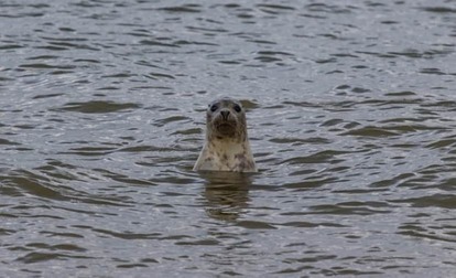 harbor-seal-g56861346a_640_e