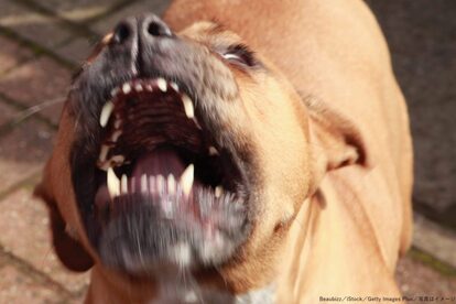 ピットブル・犬