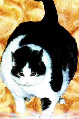 Fattest-cat_tcm55-485214_e0