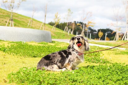 愛犬を連れて行ける施設は、南三陸にも数多くあり