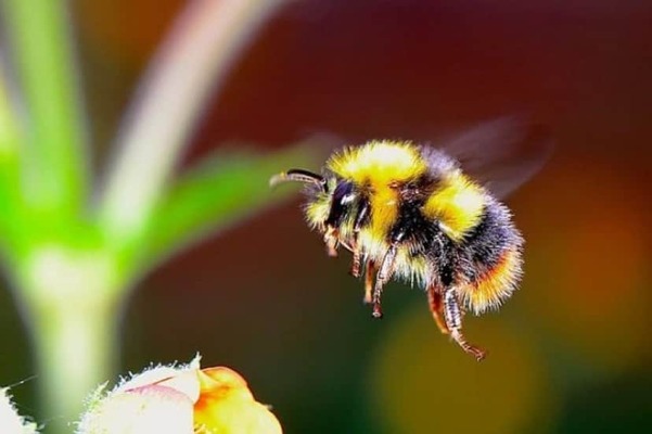 bumble-bee-g00e5626a1_640_e