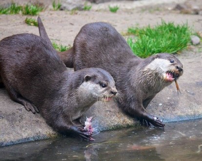 otter-400367_640