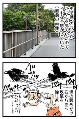 ある漫画家がカラスに襲われ 転倒 後頭部を強打してしまう アニメ ゲーム 最速情報 ドンドン