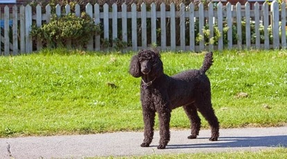 standard-poodle-gf66852329_640