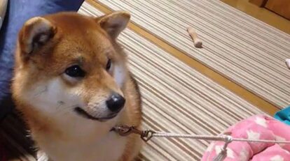 柴犬「空気うめえぇ」ドライヤーにかぶりついて顔の周りだけフッカフカ、いつまでも体が乾かない事態に