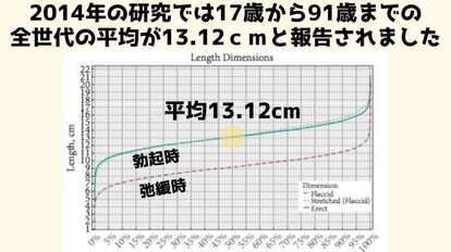 2014年に行われたヨーロッパ・アジア・アフリカ・アメリカに住む1万5521人（17歳から91歳）のペニスを調べた研究では、勃起時の平均長が13.12cmと報告されているが、これは実際より大きい可能性があると指摘されている。