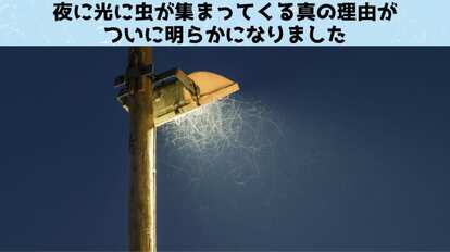 虫が光に引き寄せられる理由がついに判明!