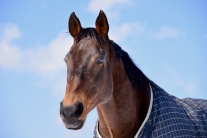 『ウマ娘』登場馬のナイスネイチャが逝去_001