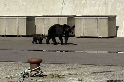 北海道首里町ヒグマ