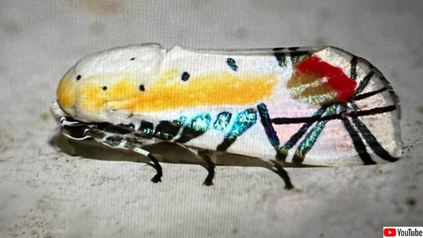 初展翅C品ピカソモスタナバタユタカヤガ蛾ルナモスミズアオ F <1109z