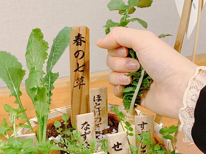 春の七草の写真