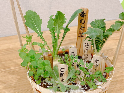 春の七草の写真