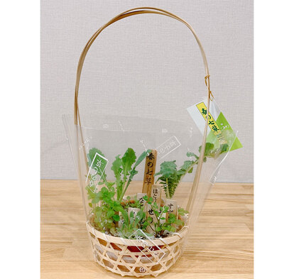 春の七草の写真