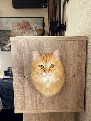 キャットタワーの穴から覗く猫の写真