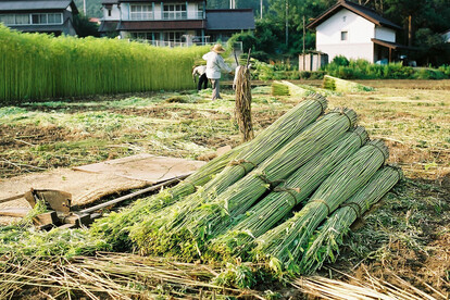 日本の大麻畑。栃木県などの一部の自治体では、現在でも農作物としての大麻が栽培されている