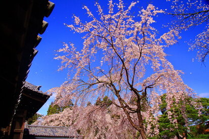 三宝院の太閤しだれ桜