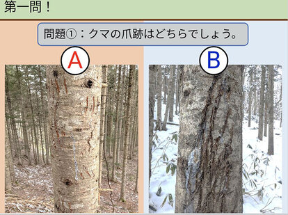 木の傷跡の画像