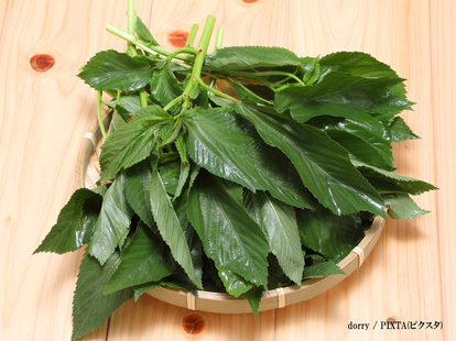 モロヘイヤの写真