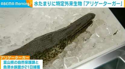 捕獲された「アリゲーターガー」