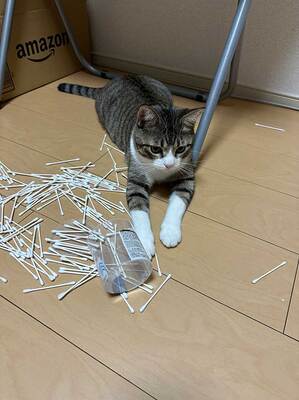 猫の画像