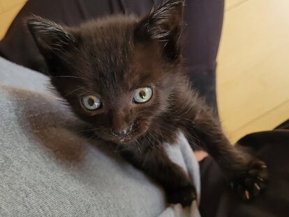兄弟猫4匹の里親さんはまだ決まっていません。写真はカグ茶さん提供（以下同）
