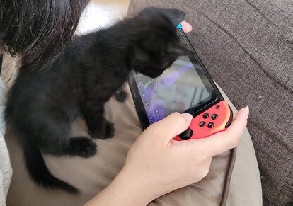 いろんなところでネコハラしている諭吉くん