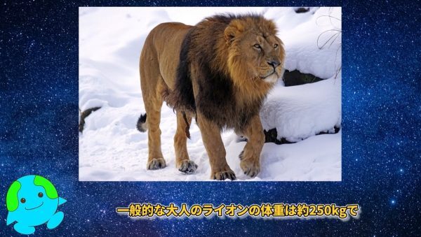 なぜ百獣の王はトラではなくライオンなのか？ | ニコニコニュース