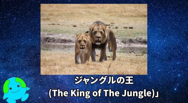 なぜ百獣の王はトラではなくライオンなのか？ | ニコニコニュース