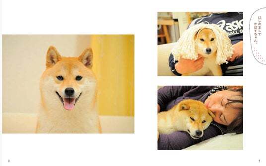 世界一有名な柴犬「Doge」の象徴 | ニコニコニュース