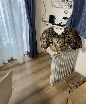 フクロウの写真