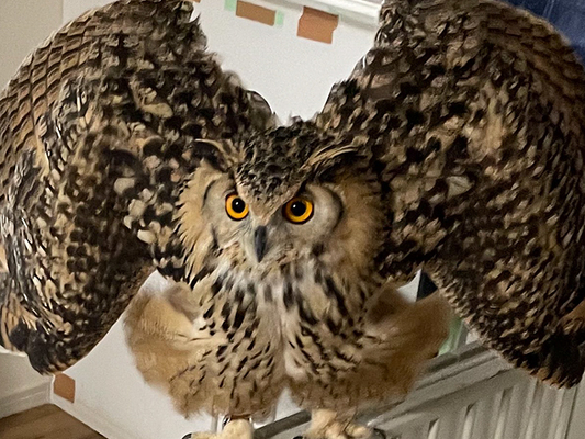 フクロウの写真
