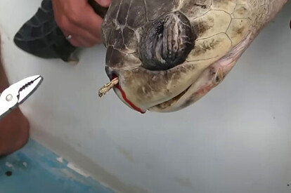 2015年に投稿された、ウミガメの鼻からプラスチックストローを引き抜く動画。プラスチックごみが問題視されるきっかけとなった(出典:『Sea Turtle with Straw up its Nostril - 〝NO〟 TO SINGLE-USE PLASTIC』【https://www.youtube.com/watch?v=4wH878t78bw】)