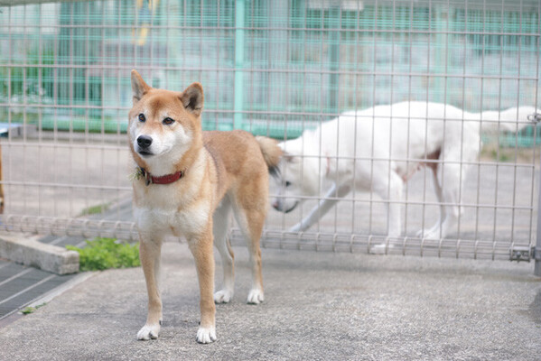 しげちゃんはセンターで1年間ほど過ごしている。鳥や飛行機を警戒したり、見知らぬ男性に異様にほえたりする様子から、以前に男性の飼い主から虐待を受けていた可能性もある。落ち着かない様子でケージ内を歩き回っていたが、たまに近寄ってきてくれた。後ろにいるのは同じく収容中のバニラちゃん