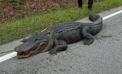 アメリカの道路に出没した巨大なワニ