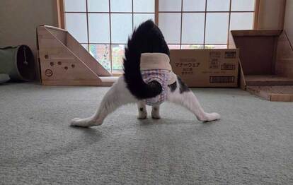 猫の写真