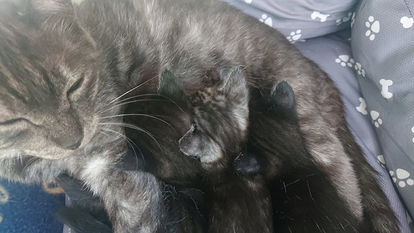子猫の写真