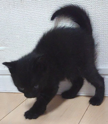 子猫の写真