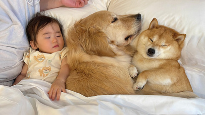 犬と子供の写真