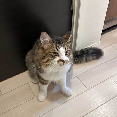 猫