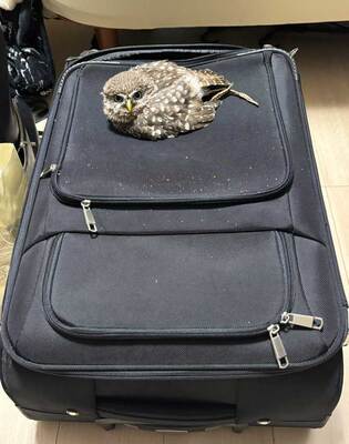 キャリーケースを占拠するフクロウ