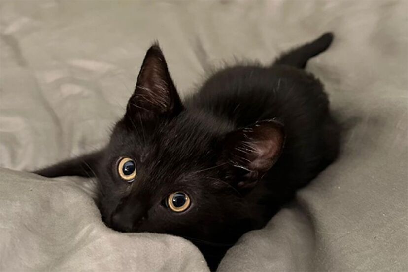 初めて子猫を飼ったら、黒猫が巨大なクロヒョウに進化してしまっ