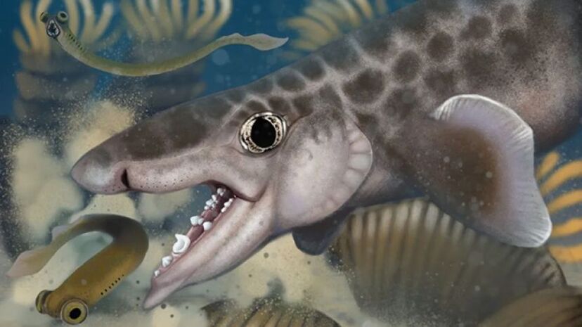 800年前のサメの背骨の化石 800年前のサメの背骨の化石（800年前のサメの背骨の化石）