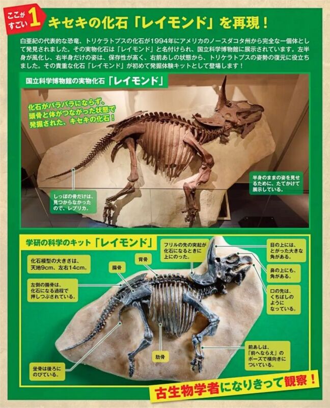 【証明書付】恐竜トリケラトプスの肋骨 化石(希少) 証明書付】恐竜トリケラトプスの肋骨 化石(希少)の通販 by カナ