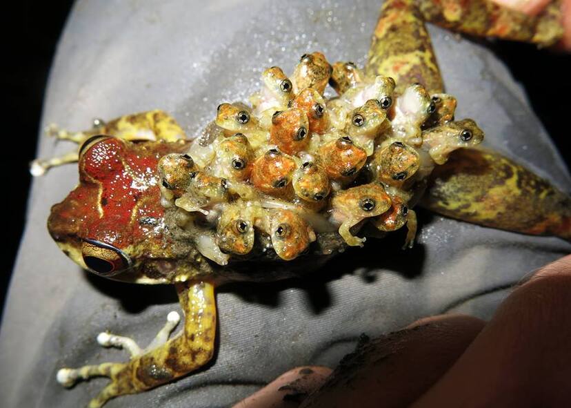 カエルの背に数匹の子 コモリガエル越え？赤ちゃんガエルを背中にしょって子育てするカエル