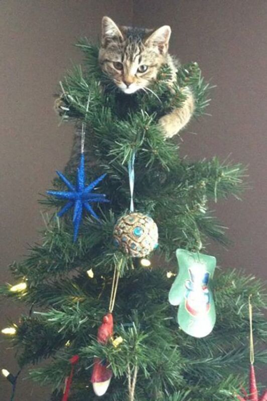 クリスマスツリーの飾り物として木に埋まっていたり、盛大に破壊