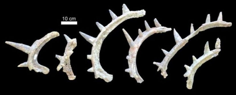 トゲトゲのパンクロックな最古のアンキロサウルス類の新種、モロッコで