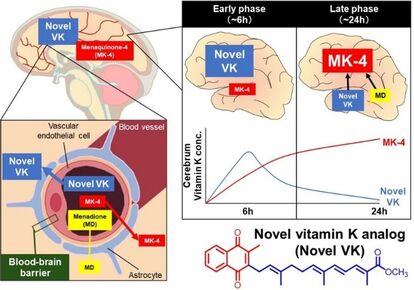 ビタミンK誘導体はMK-4に変換される。図中のグラフは、投与後24時間経過し誘導体の濃度が減衰した後でも、MK-4の濃度が高まっていることを示す