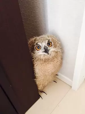 フクロウの写真