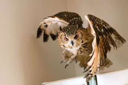 フクロウの写真